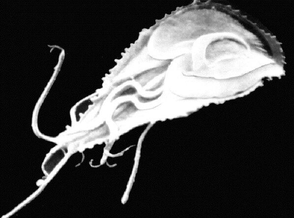 Giardia je prvokový bičíkovitý parazit. 