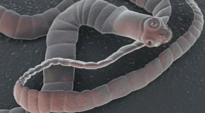 Soriter Worm